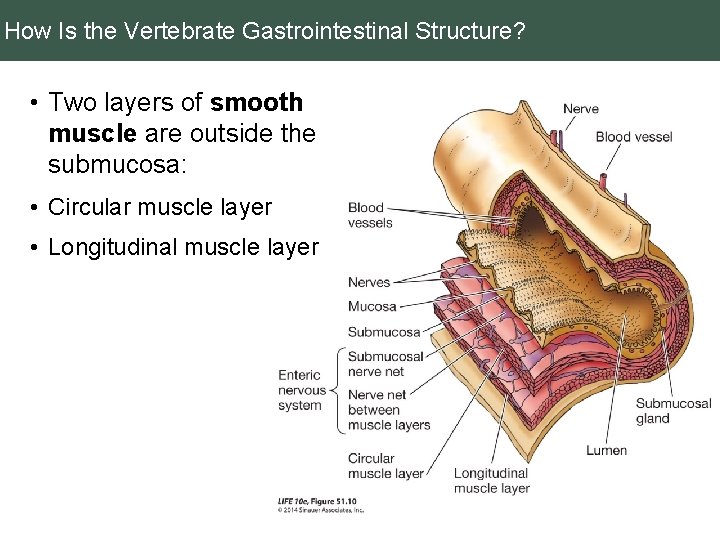 How Is the Vertebrate Gastrointestinal Structure? • Two layers of smooth muscle are outside