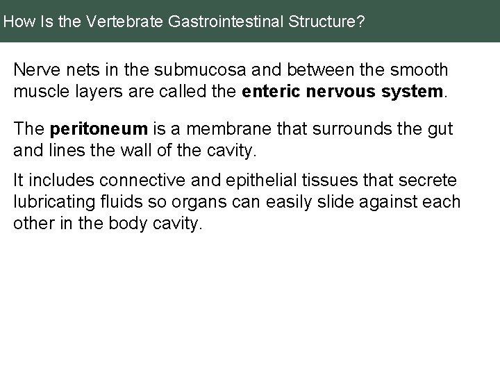 How Is the Vertebrate Gastrointestinal Structure? Nerve nets in the submucosa and between the