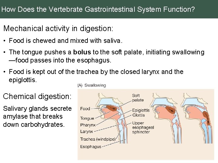 How Does the Vertebrate Gastrointestinal System Function? Mechanical activity in digestion: • Food is