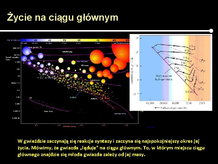 Życie na ciągu głównym W gwieździe zaczynają się reakcje syntezy i zaczyna się najspokojniejszy