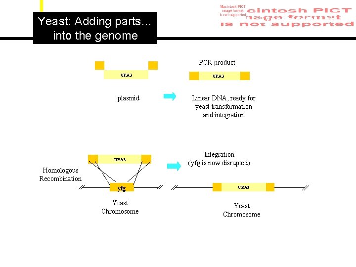 yeast cloning sergio peisajovich lim