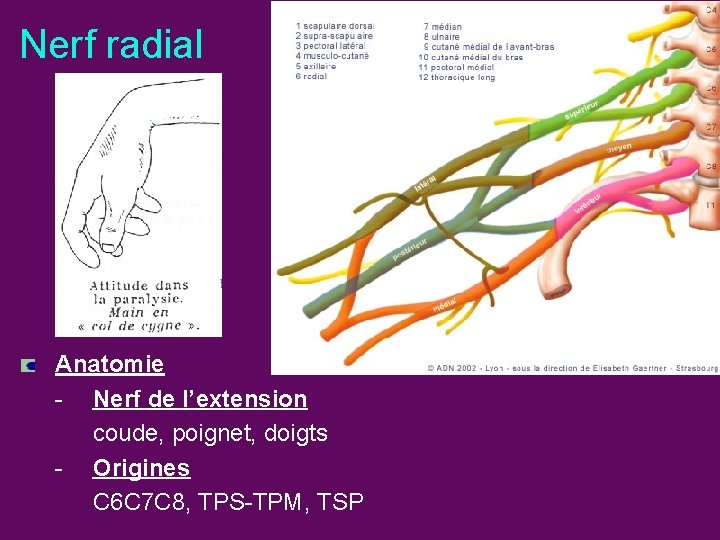 Nerf radial Anatomie - Nerf de l’extension coude, poignet, doigts - Origines C 6