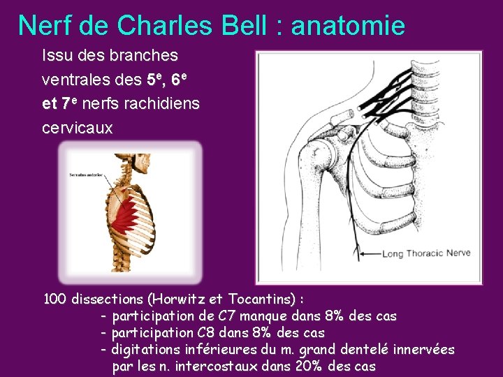 Nerf de Charles Bell : anatomie Issu des branches ventrales des 5 e, 6
