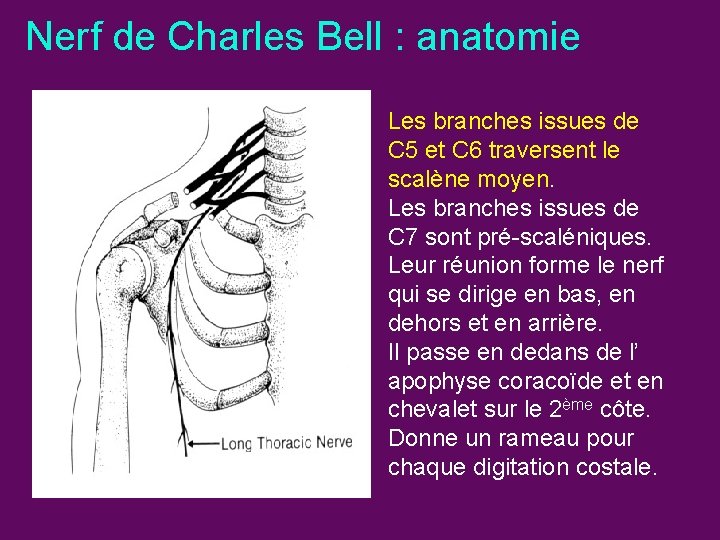 Nerf de Charles Bell : anatomie Les branches issues de C 5 et C