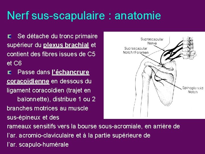 Nerf sus-scapulaire : anatomie Se détache du tronc primaire supérieur du plexus brachial et