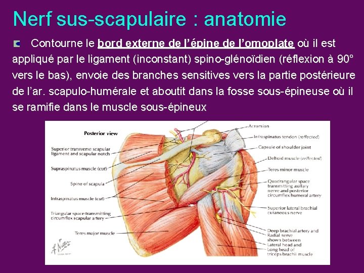 Nerf sus-scapulaire : anatomie Contourne le bord externe de l’épine de l’omoplate où il