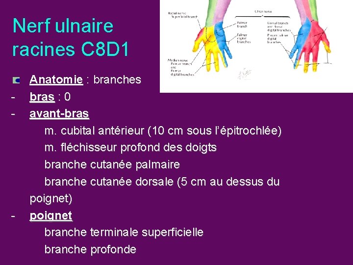 Nerf ulnaire racines C 8 D 1 - - Anatomie : branches bras :