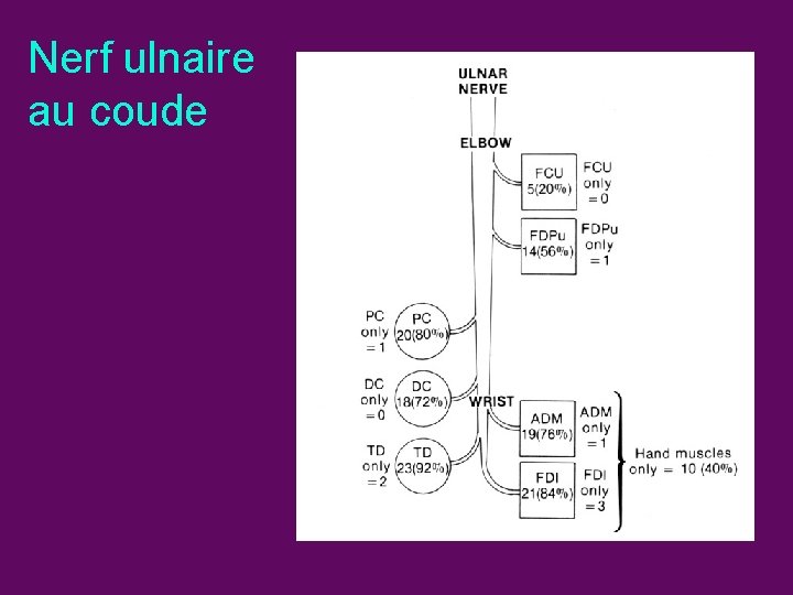 Nerf ulnaire au coude 