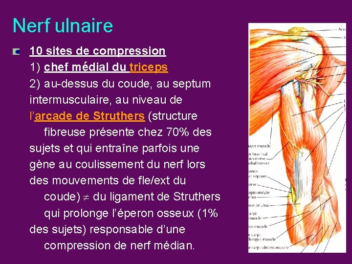 Nerf ulnaire 10 sites de compression 1) chef médial du triceps 2) au-dessus du