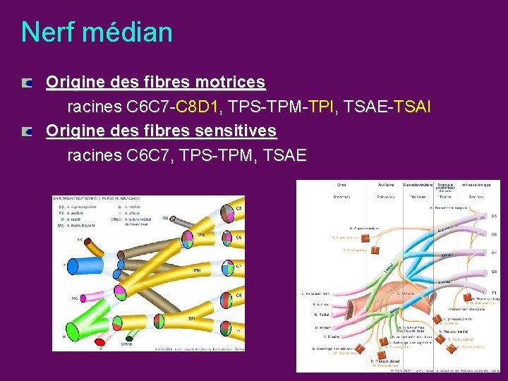 Nerf médian Origine des fibres motrices racines C 6 C 7 -C 8 D