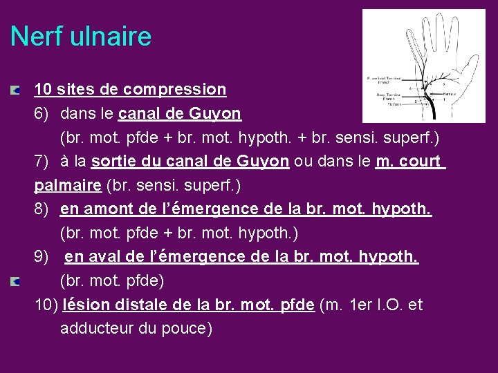 Nerf ulnaire 10 sites de compression 6) dans le canal de Guyon (br. mot.