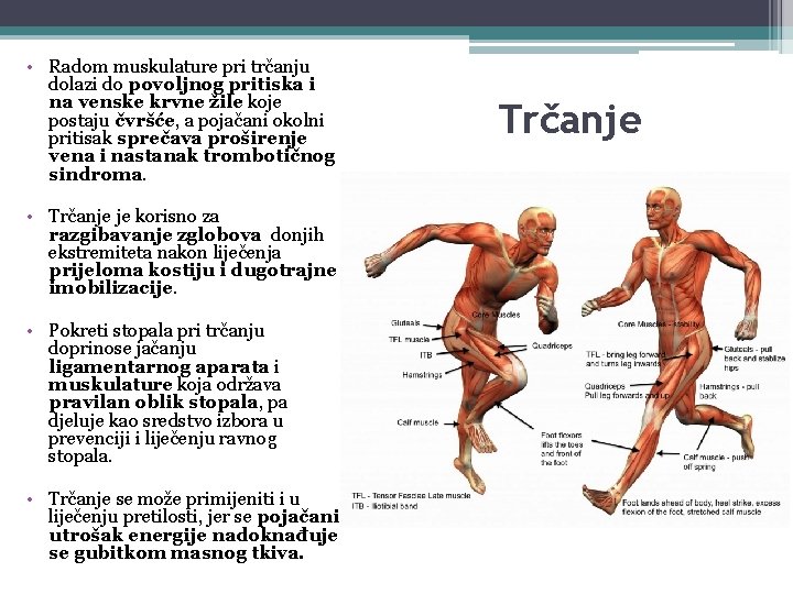 • Radom muskulature pri trčanju dolazi do povoljnog pritiska i na venske krvne • Radom muskulature pri trčanju dolazi do povoljnog pritiska i na venske krvne
