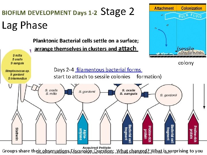 BIOFILM DEVELOPMENT Days 1 -2 Lag Phase Stage 2 Planktonic Bacterial cells settle on