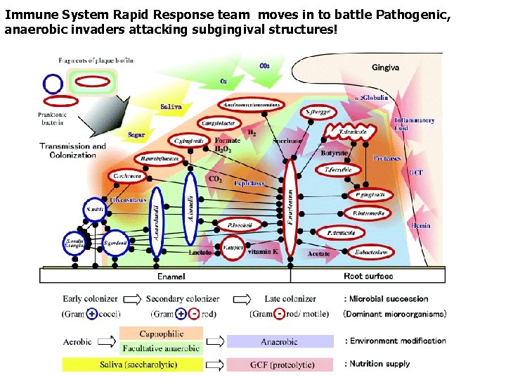 Immune System Rapid Response team moves in to battle Pathogenic, anaerobic invaders attacking subgingival