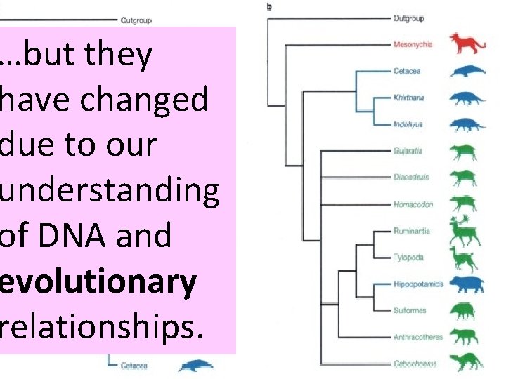 …but they have changed due to our understanding of DNA and evolutionary relationships. Dr.