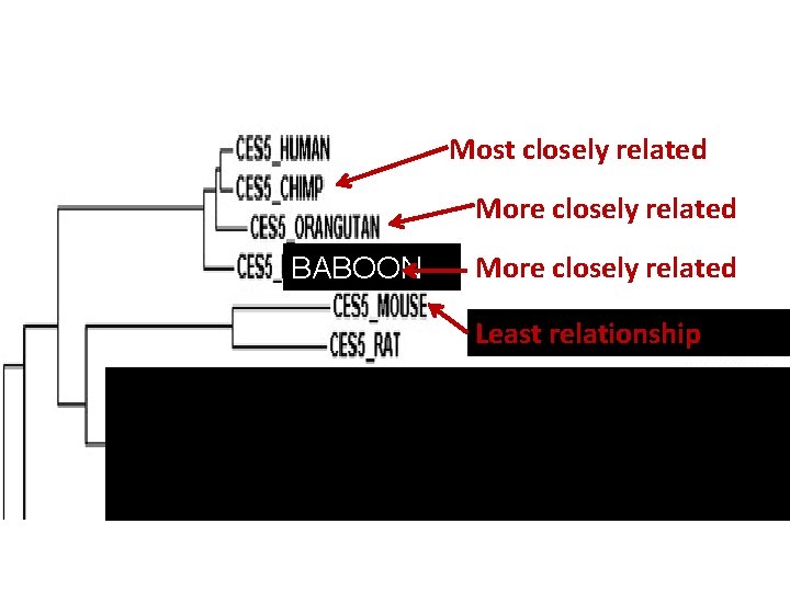 Most closely related More closely related BABOON More closely related Least relationship 