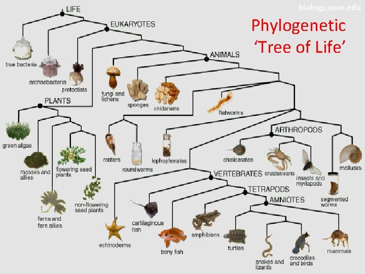biology. unm. edu Phylogenetic ‘Tree of Life’ 