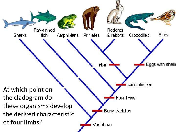 Where would “live At which point on birth” or do the cladogram these organisms
