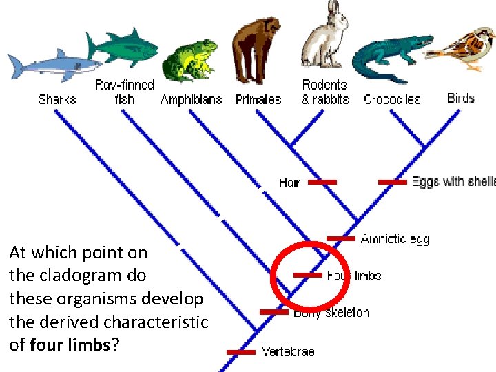 Where would “live At which point on birth” or do the cladogram these organisms