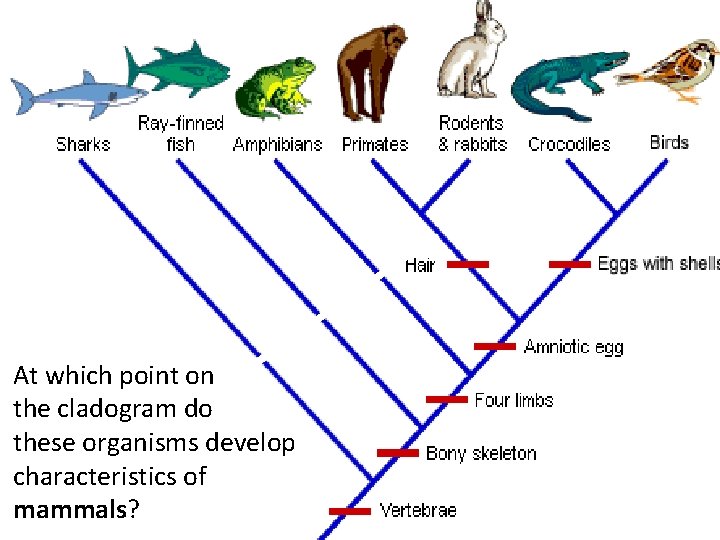 Where would “live At which point on birth” or do the cladogram these organisms
