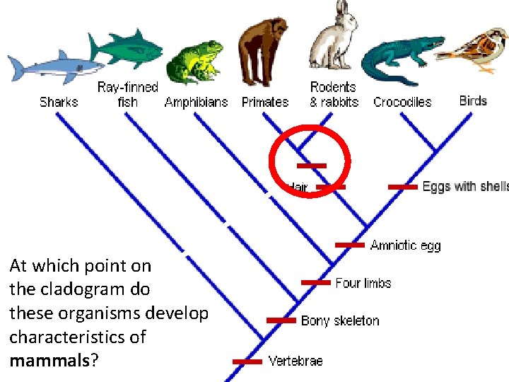 Where would “live At which point on birth” or do the cladogram these organisms