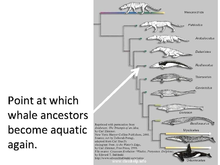 Point at which whale ancestors become aquatic again. www. classhelp. info 