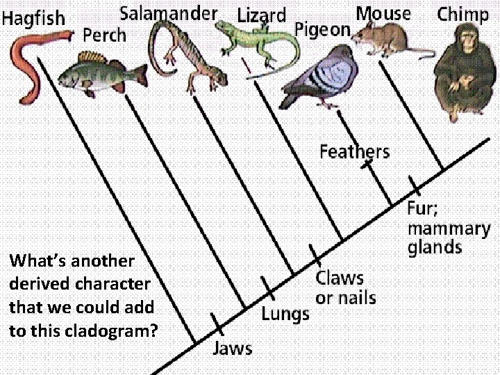 What’s another derived character that we could add to this cladogram? 