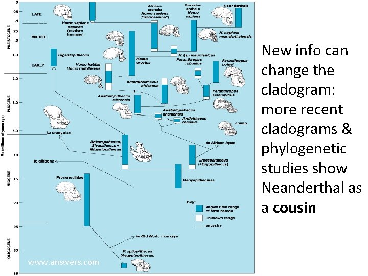 New info can change the cladogram: more recent cladograms & phylogenetic studies show Neanderthal
