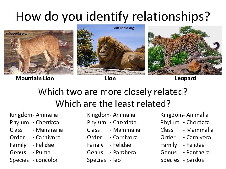 How do you identify relationships? wikipedia. org Mountain Lion Leopard Which two are more