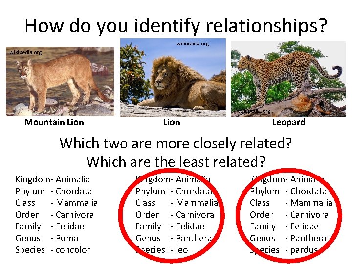 How do you identify relationships? wikipedia. org Mountain Lion Leopard Which two are more