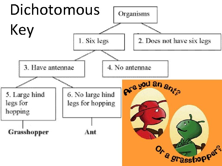 Dichotomous Key 