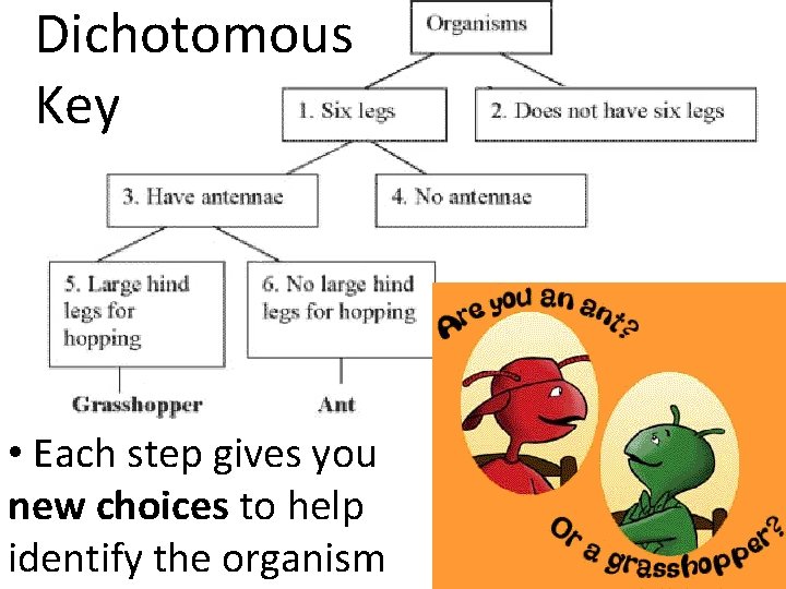 Dichotomous Key • Each step gives you new choices to help identify the organism