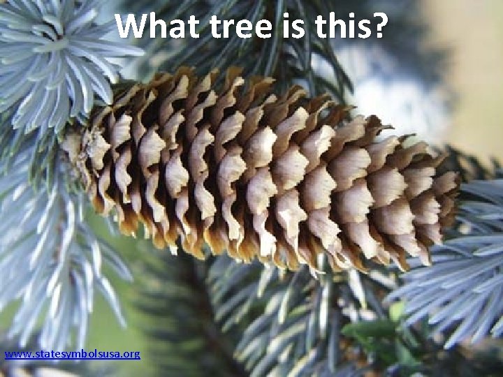 What tree is this? www. statesymbolsusa. org 