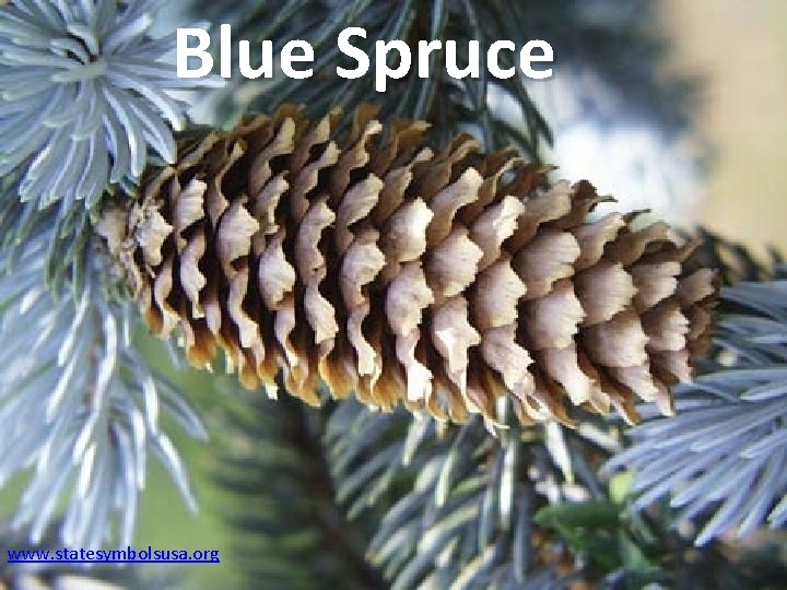 Blue Spruce www. statesymbolsusa. org 