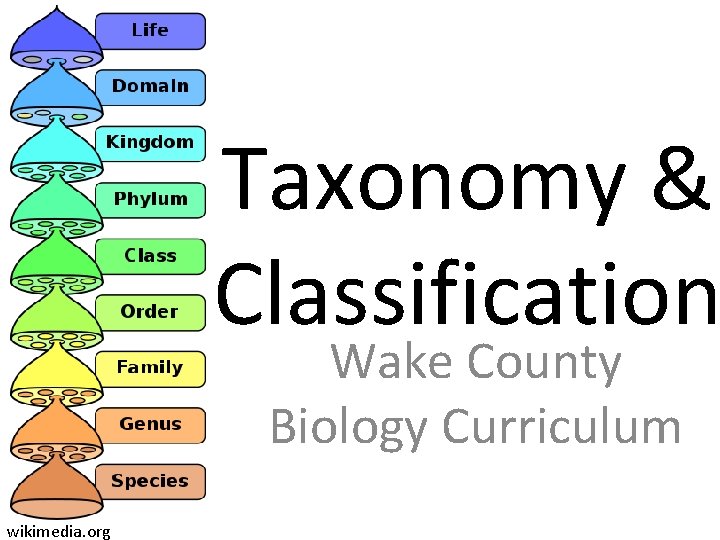 Taxonomy & Classification Wake County Biology Curriculum wikimedia. org 