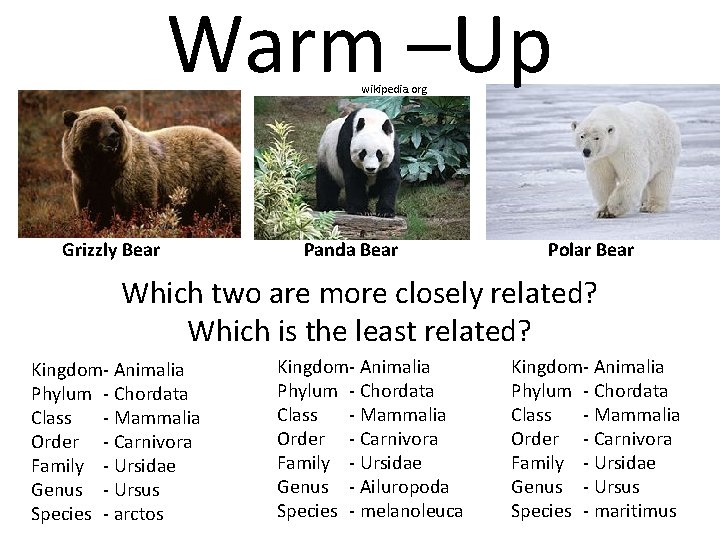 Warm –Up wikipedia. org Grizzly Bear Panda Bear Polar Bear Which two are more
