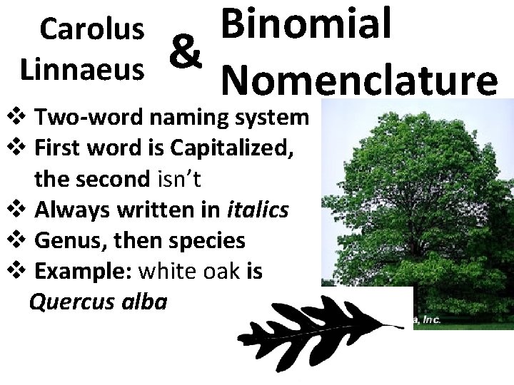 Carolus Linnaeus Binomial & Nomenclature v Two-word naming system v First word is Capitalized,