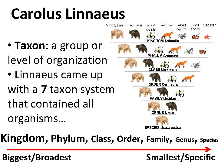 Carolus Linnaeus • Taxon: a group or level of organization • Linnaeus came up