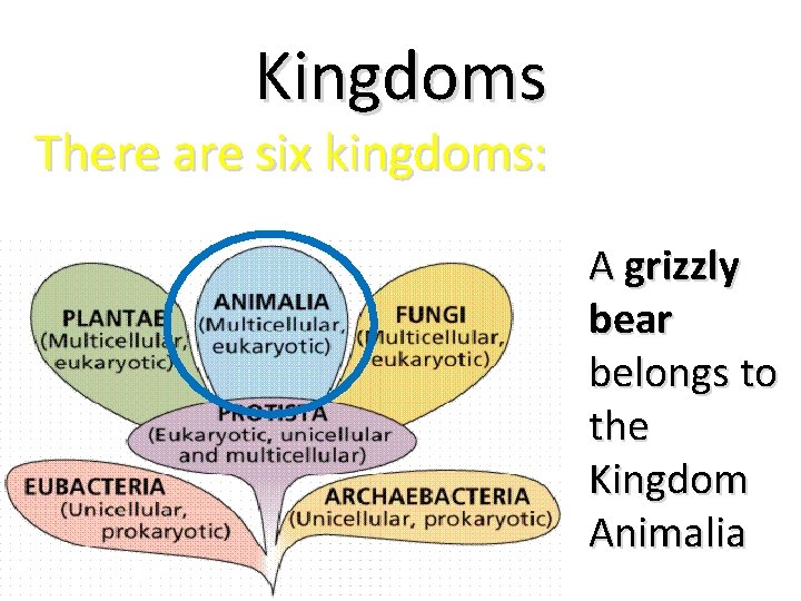 Kingdoms There are six kingdoms: www. cartage. org. lb A grizzly bear belongs to