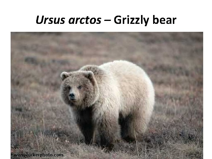 Ursus arctos – Grizzly bear www. hickerphoto. com 