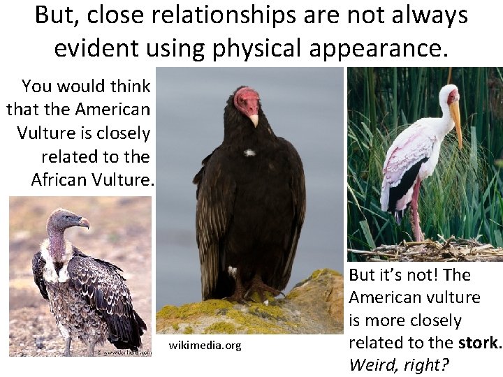 But, close relationships are not always evident using physical appearance. You would think that