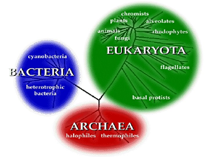 Three Domains 
