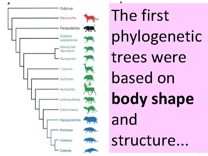 Dr. Jessica Theodor The first phylogenetic trees were based on body shape and structure.