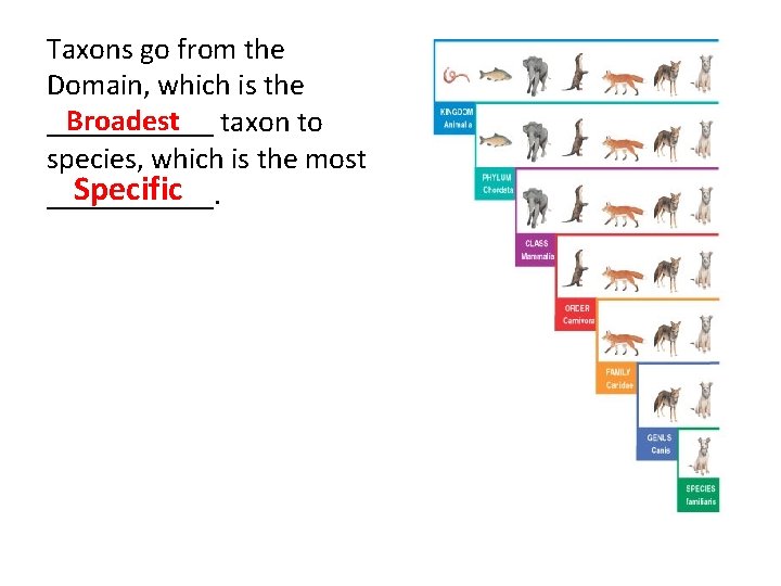 Taxons go from the Domain, which is the Broadest taxon to ______ species, which