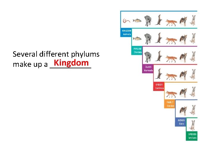 Several different phylums Kingdom make up a _____ 