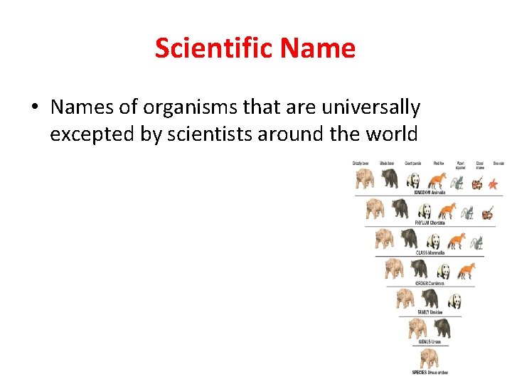 Scientific Name • Names of organisms that are universally excepted by scientists around the