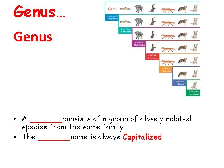 Genus… Genus • A _______consists of a group of closely related species from the