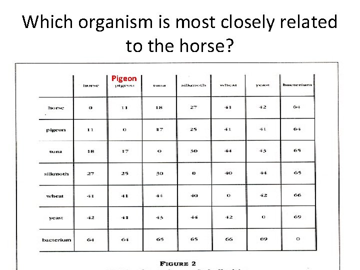 Which organism is most closely related to the horse? Pigeon 