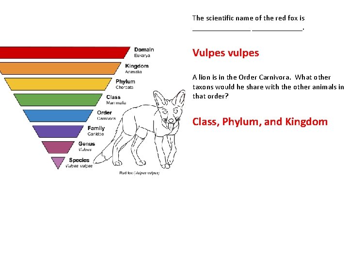 The scientific name of the red fox is ________. Vulpes vulpes A lion is
