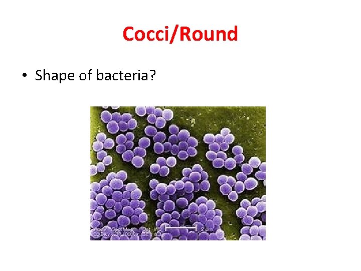 Cocci/Round • Shape of bacteria? 